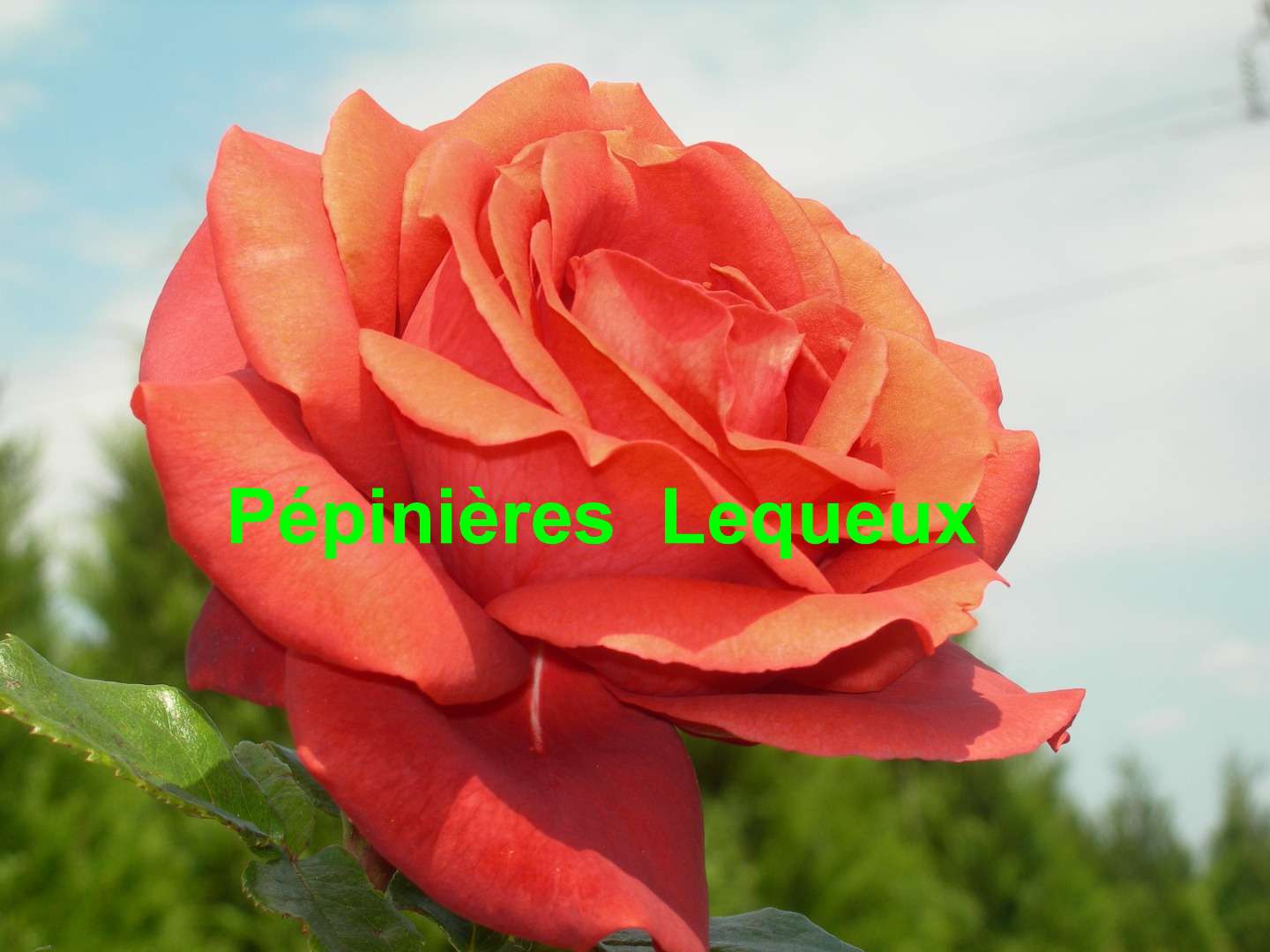 PICARDIE